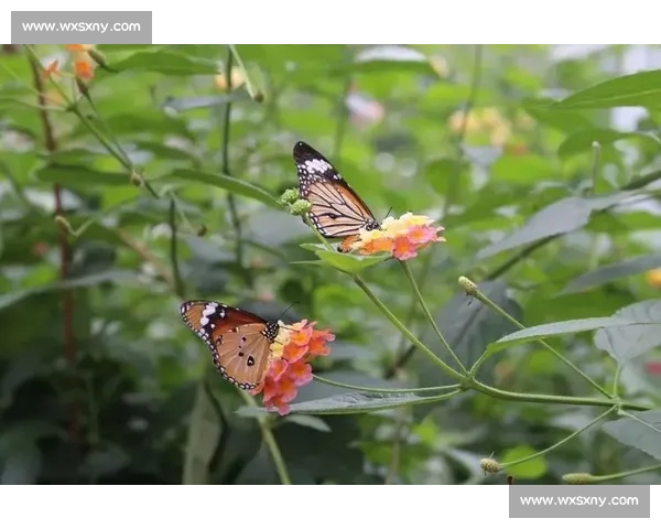 破茧成蝶：在磕碰中淬炼生命的韧性